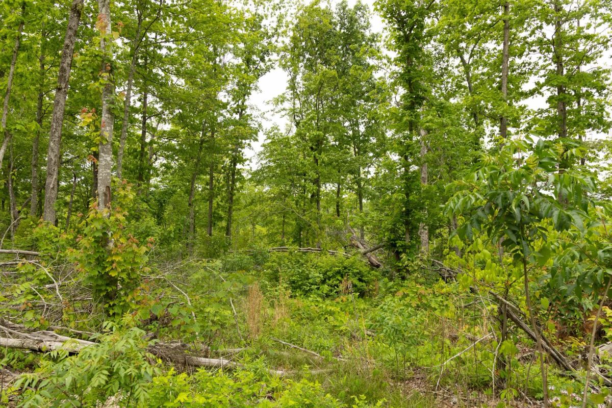 Decorative background for Stardust Estates Tract 17 image 7