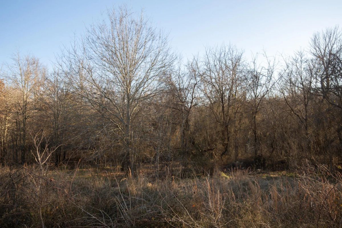 Decorative background for Painted Horse Tract 43 image 7