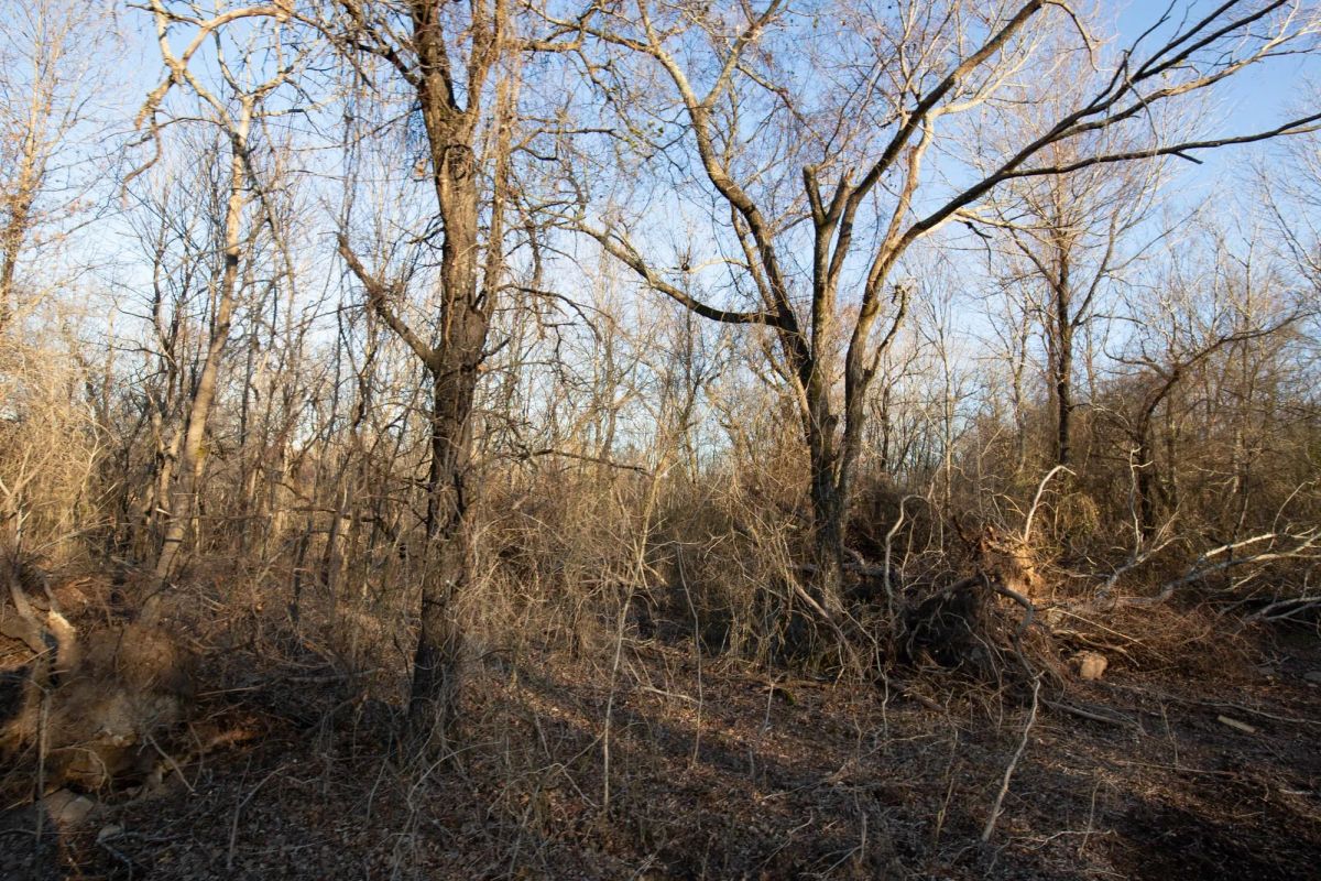 Decorative background for Painted Horse Tract 43 image 14
