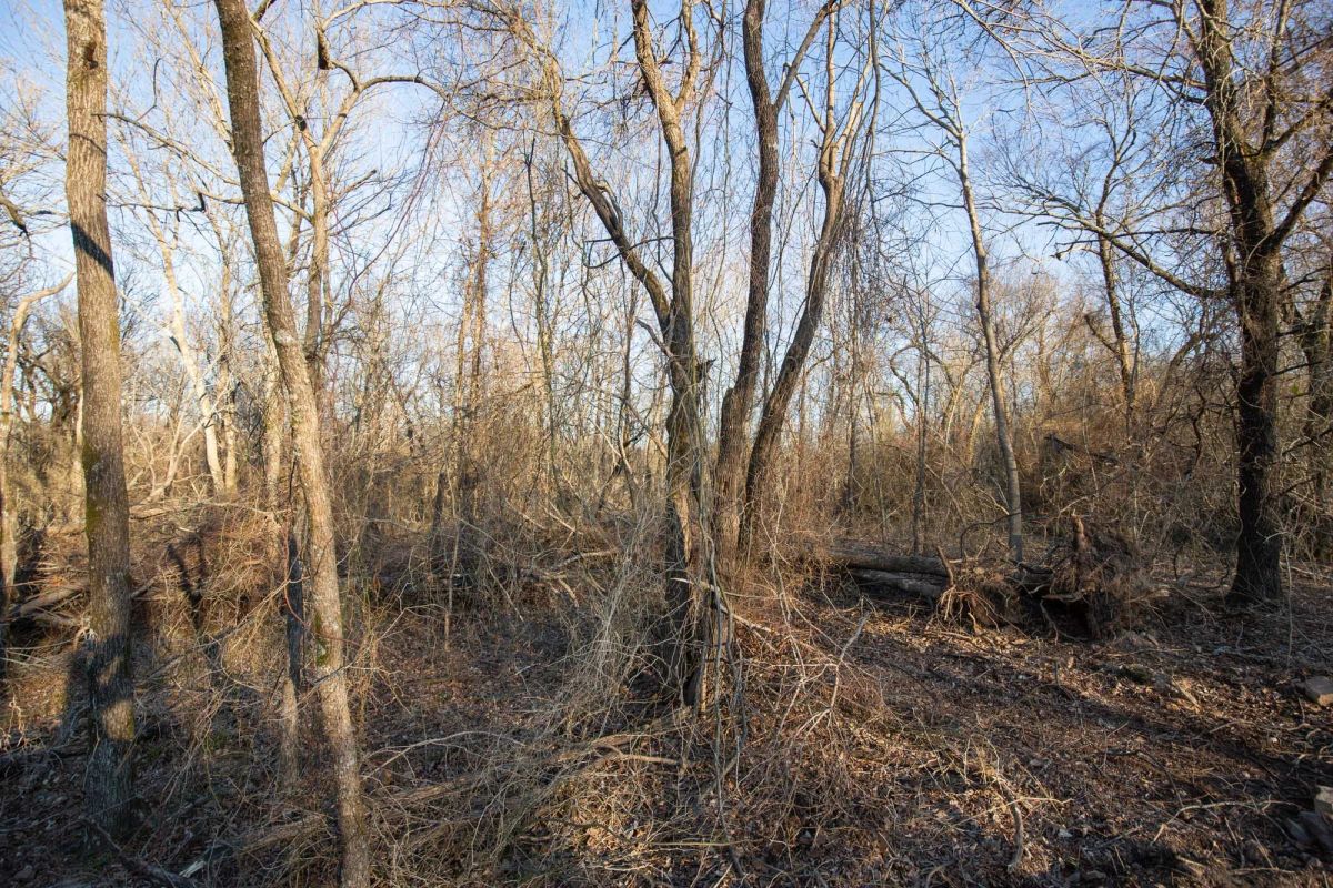 Decorative background for Painted Horse Tract 43 image 15