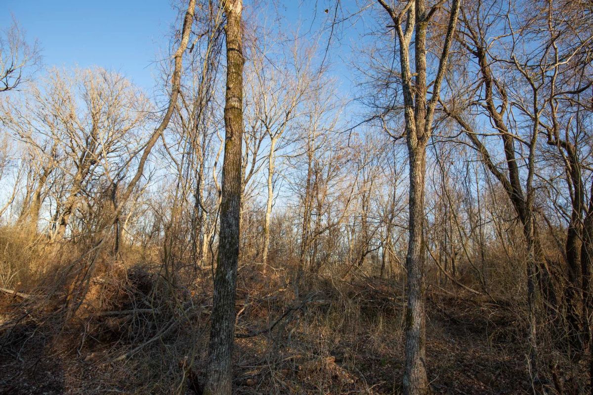 Decorative background for Painted Horse Tract 43 image 17