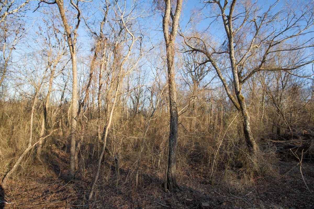 Decorative background for Painted Horse Tract 43 image 18