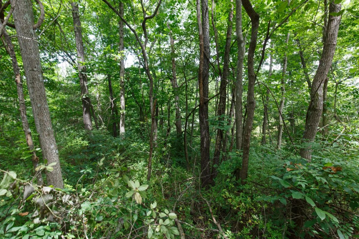 Decorative background for Spring Lake Plat 4 Tract 59 image 5