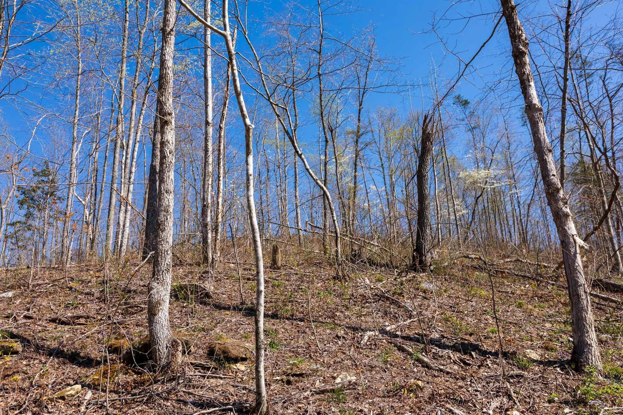 Creek Hollow Phase I Tract 53 in Rockcastle County, KY
