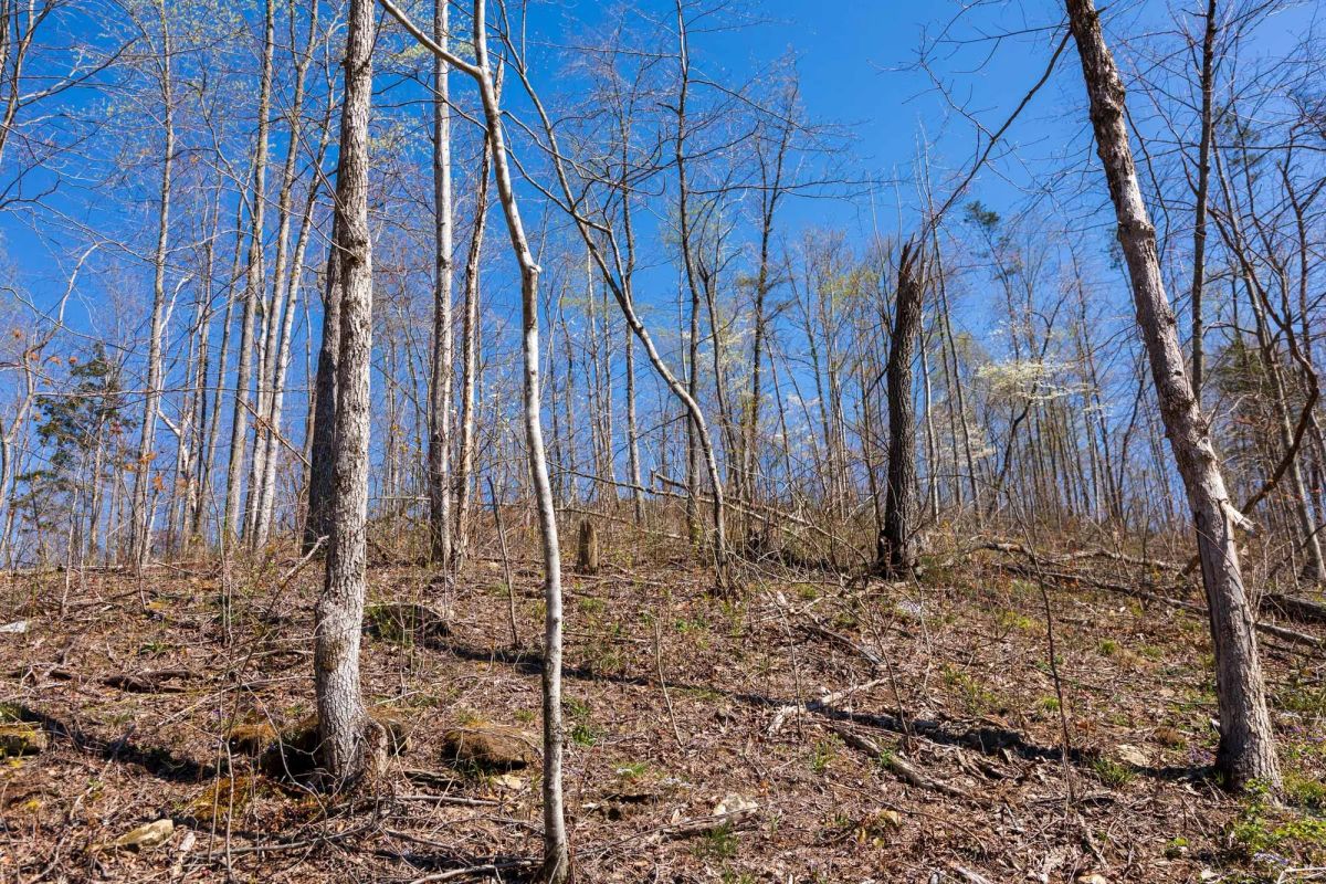 Creek Hollow Phase I Tract 53 - Image 2
