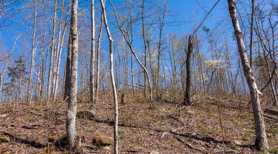 Creek Hollow Phase I Tract 53 in Rockcastle County, KY