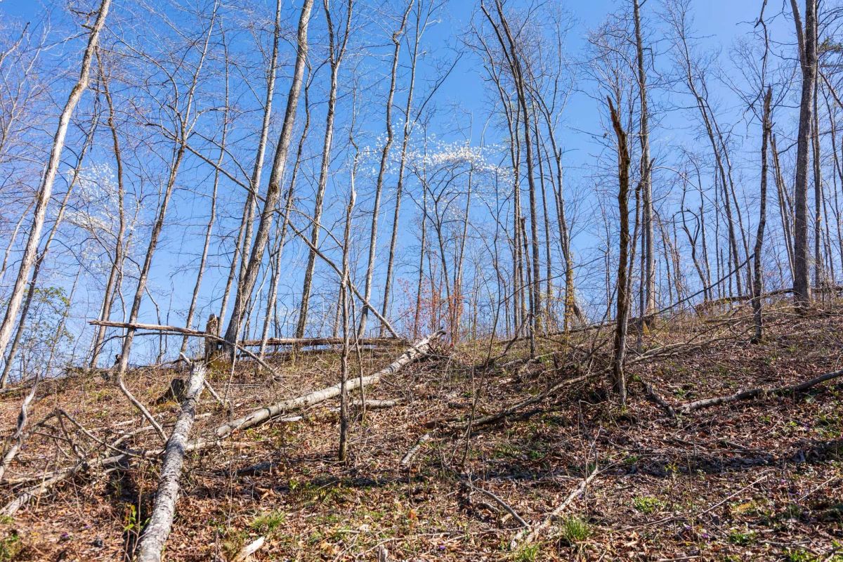 Decorative background for Creek Hollow Phase I Tract 53 image 5