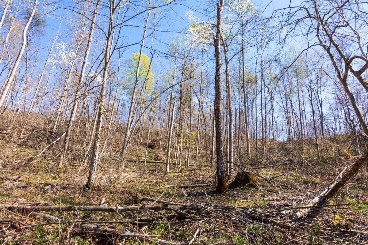 Decorative background for Creek Hollow Phase I Tract 53 image 6