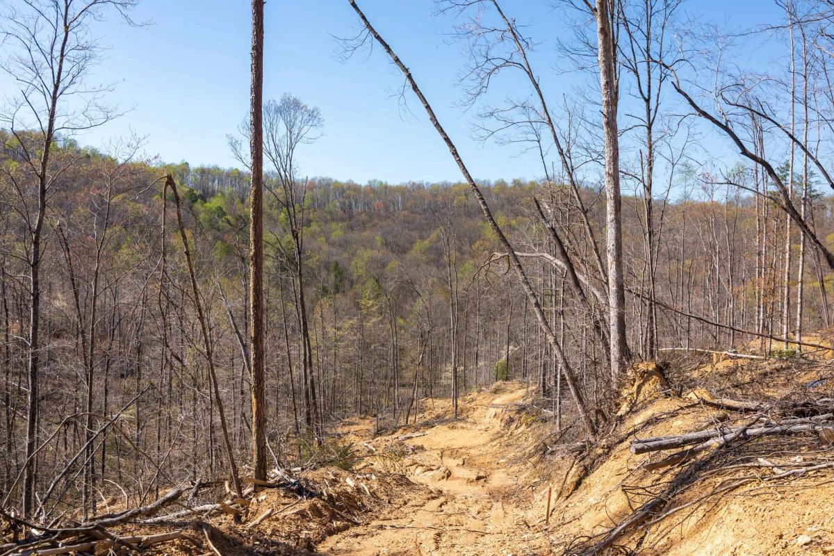Decorative background for Creek Hollow Phase I Tract 53 image 7