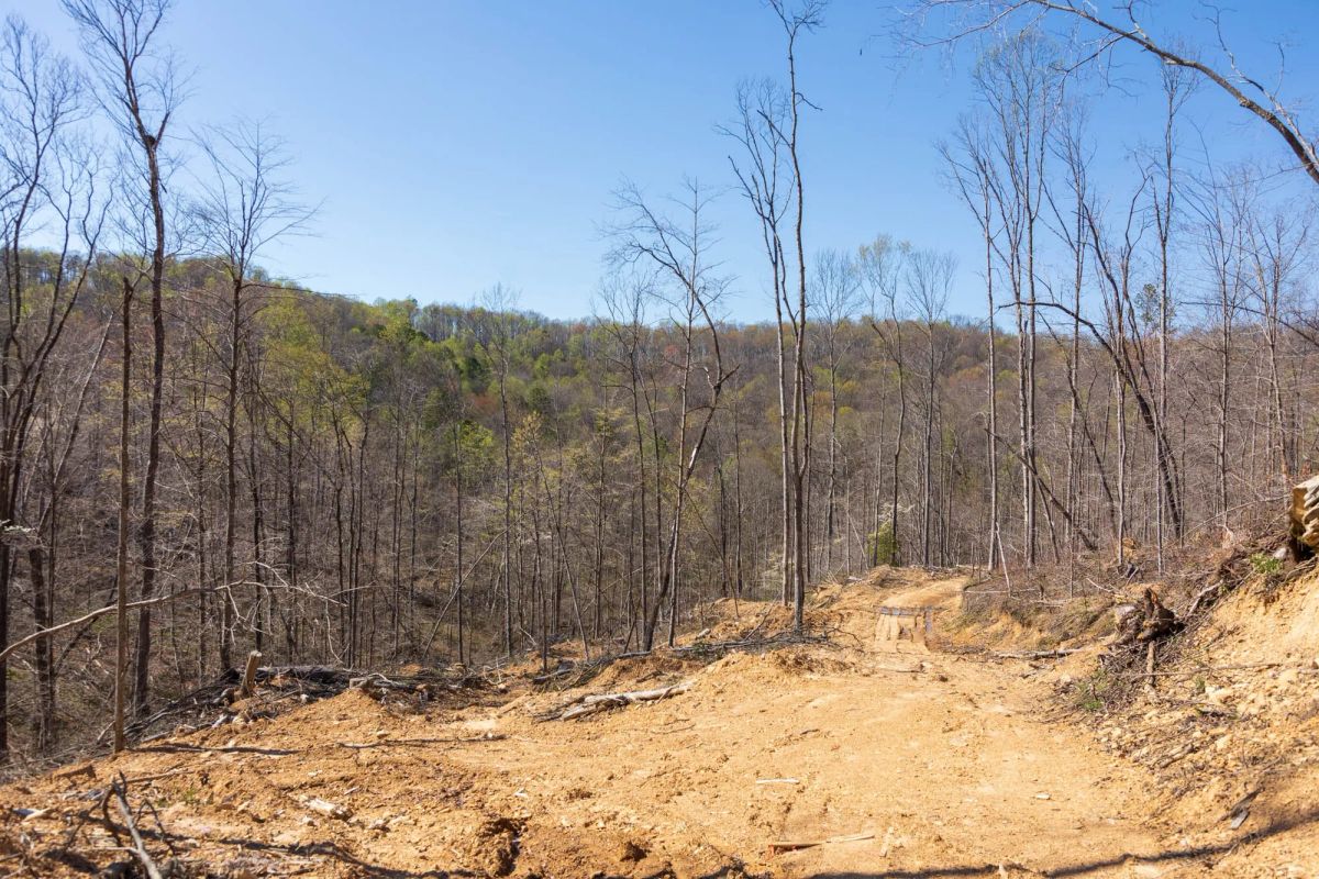 Decorative background for Creek Hollow Phase I Tract 53 image 8