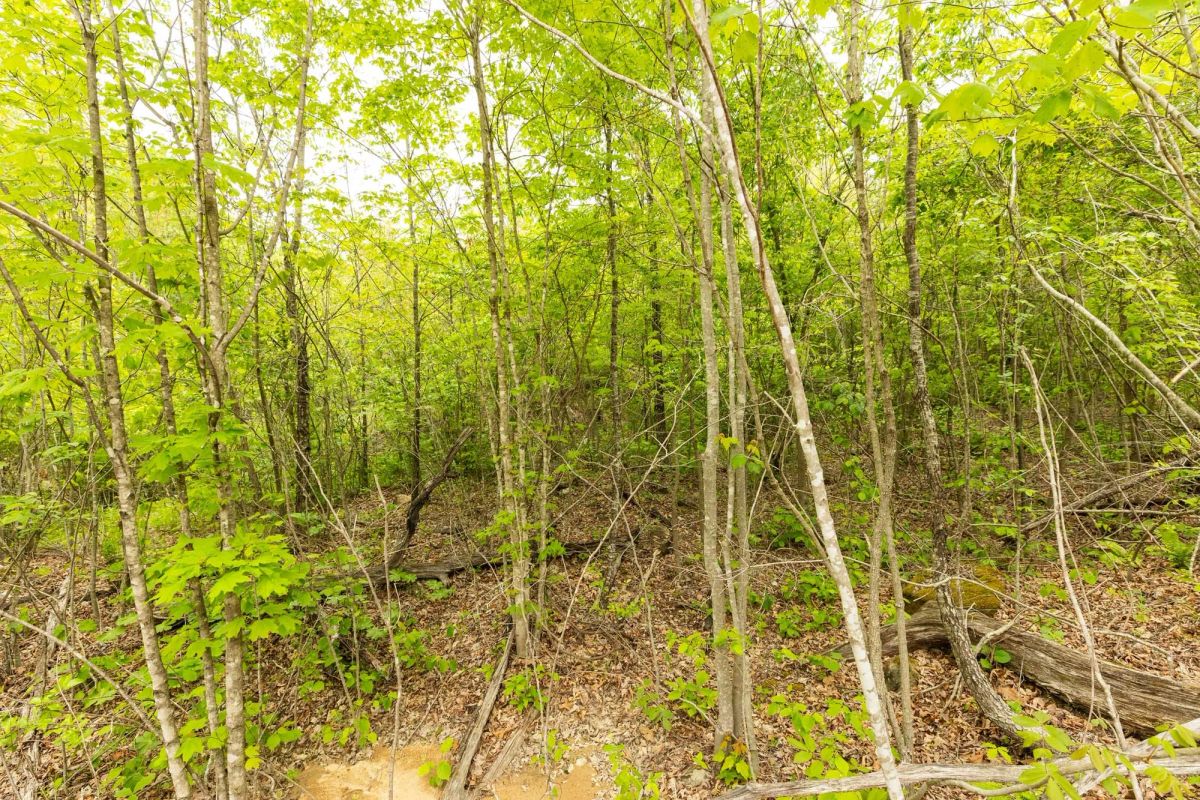 Double S Ranch Tract 9 - Image 3