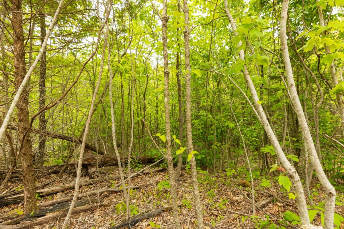 Decorative background for Double S Ranch Tract 9 image 7