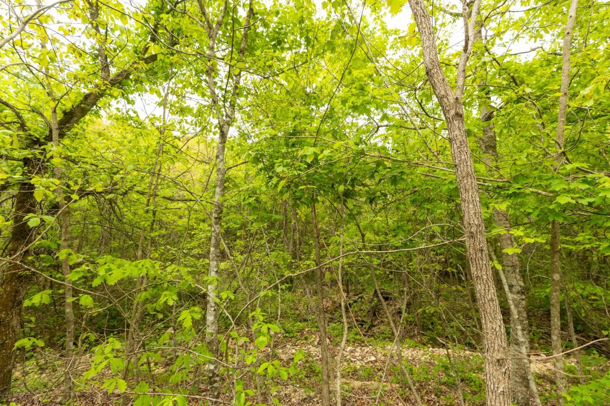 Decorative background for Double S Ranch Tract 9 image 8