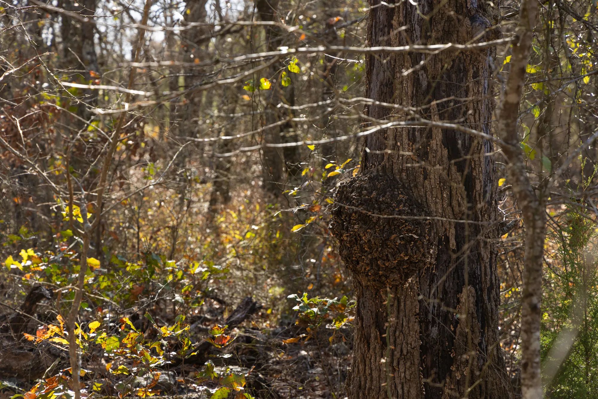 Harmony Hills Tract 48 in Pittsburg County, OK