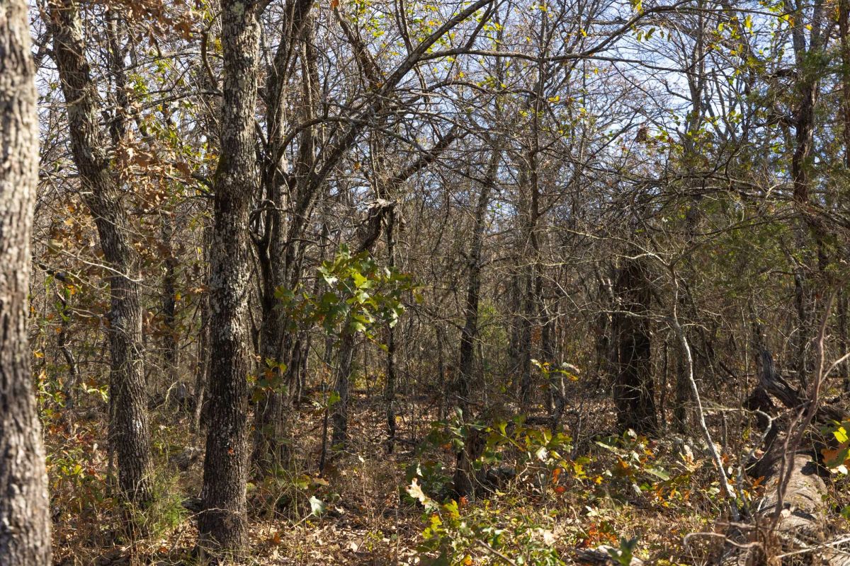 Decorative background for Harmony Hills Tract 48 image 6