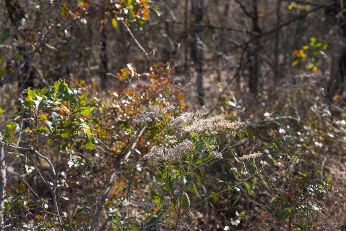 Decorative background for Harmony Hills Tract 48 image 7
