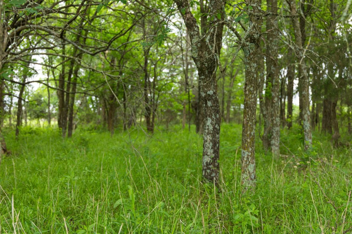 Harmony Hills Tract 11 - Image 4