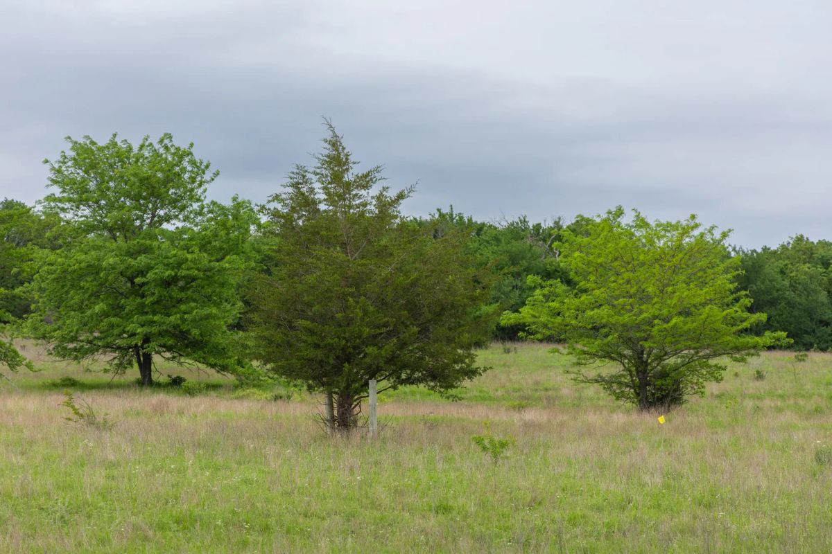 Decorative background for Harmony Hills Tract 11 image 12