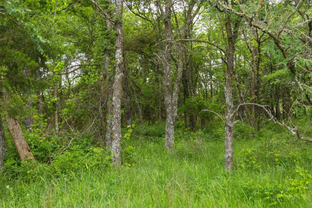 Decorative background for Harmony Hills Tract 11 image 13