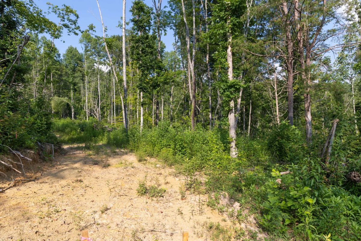 Decorative background for Creek Hollow Phase II Tract 83 image 5