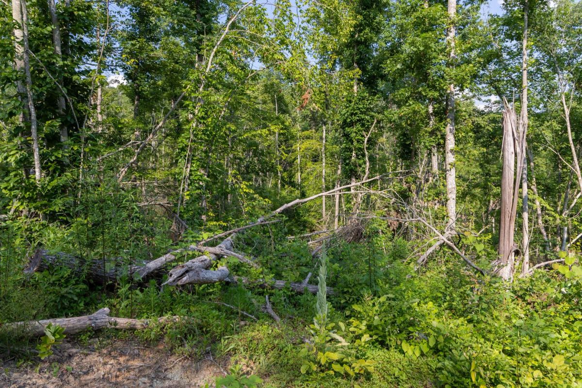 Decorative background for Creek Hollow Phase II Tract 83 image 6