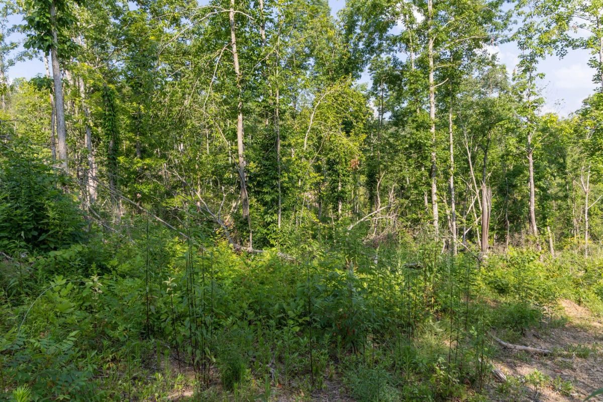 Decorative background for Creek Hollow Phase II Tract 83 image 7