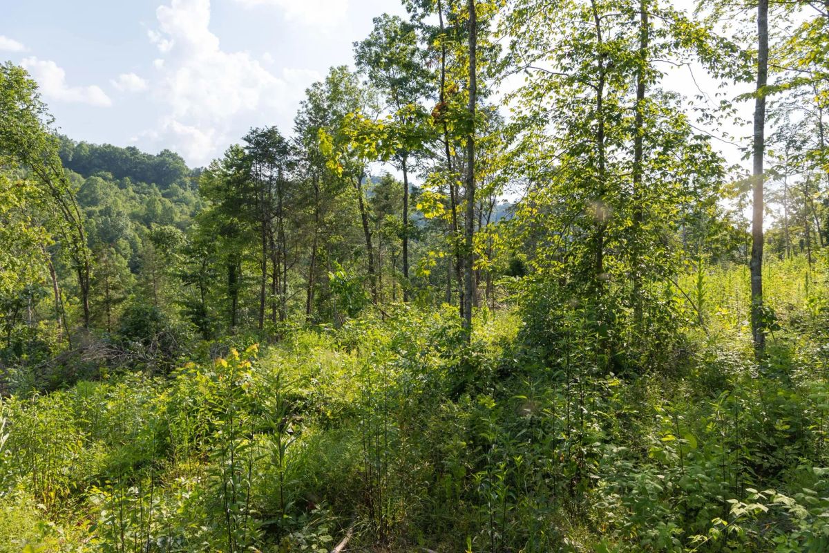 Decorative background for Creek Hollow Phase II Tract 83 image 8