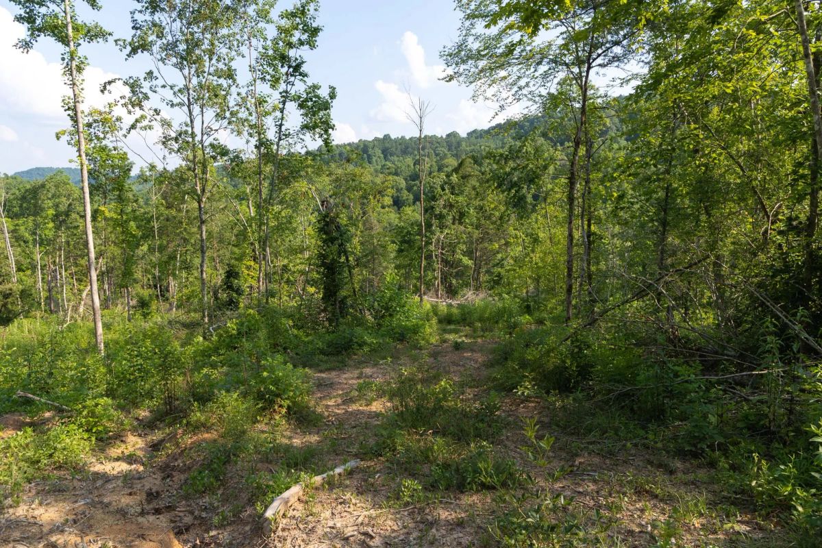 Decorative background for Creek Hollow Phase II Tract 83 image 9