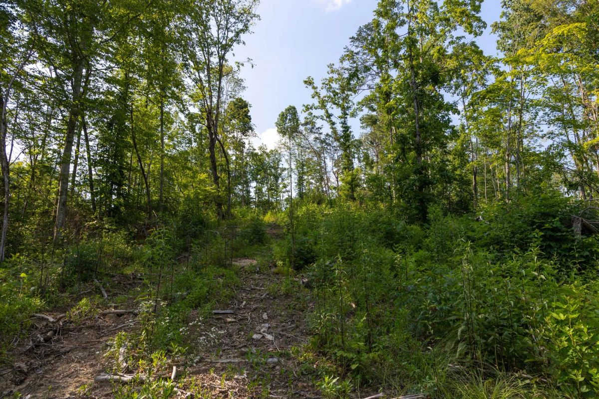 Decorative background for Creek Hollow Phase II Tract 83 image 10