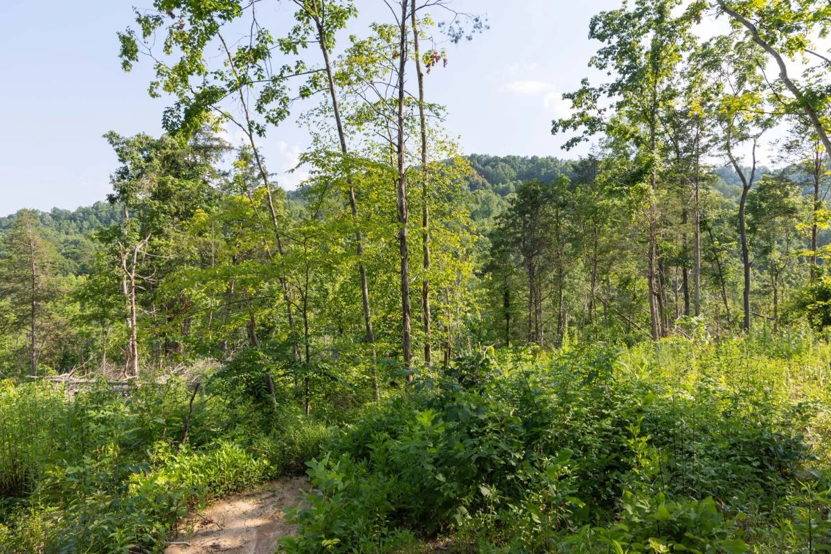 Decorative background for Creek Hollow Phase II Tract 83 image 11