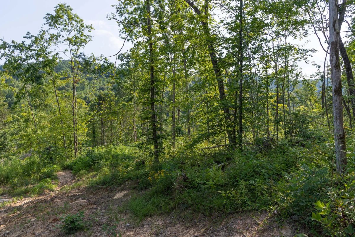 Decorative background for Creek Hollow Phase II Tract 83 image 12