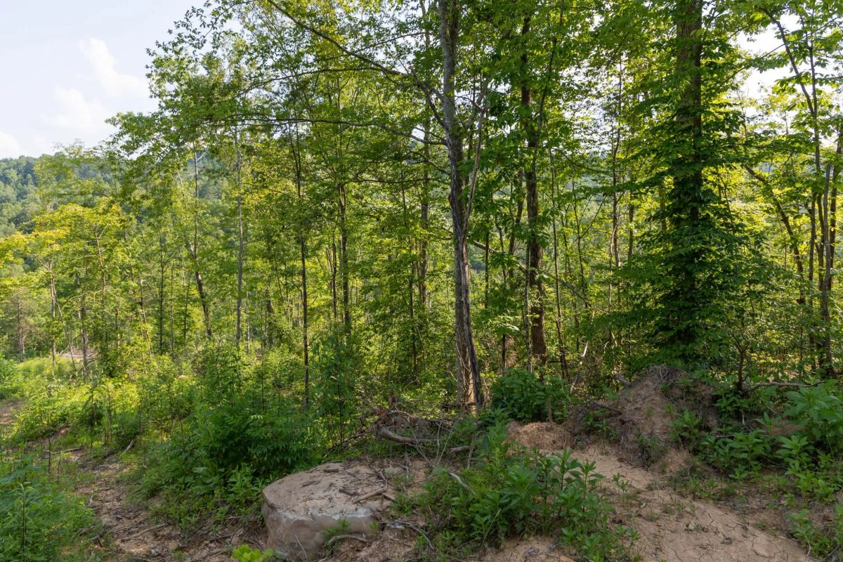 Decorative background for Creek Hollow Phase II Tract 83 image 13