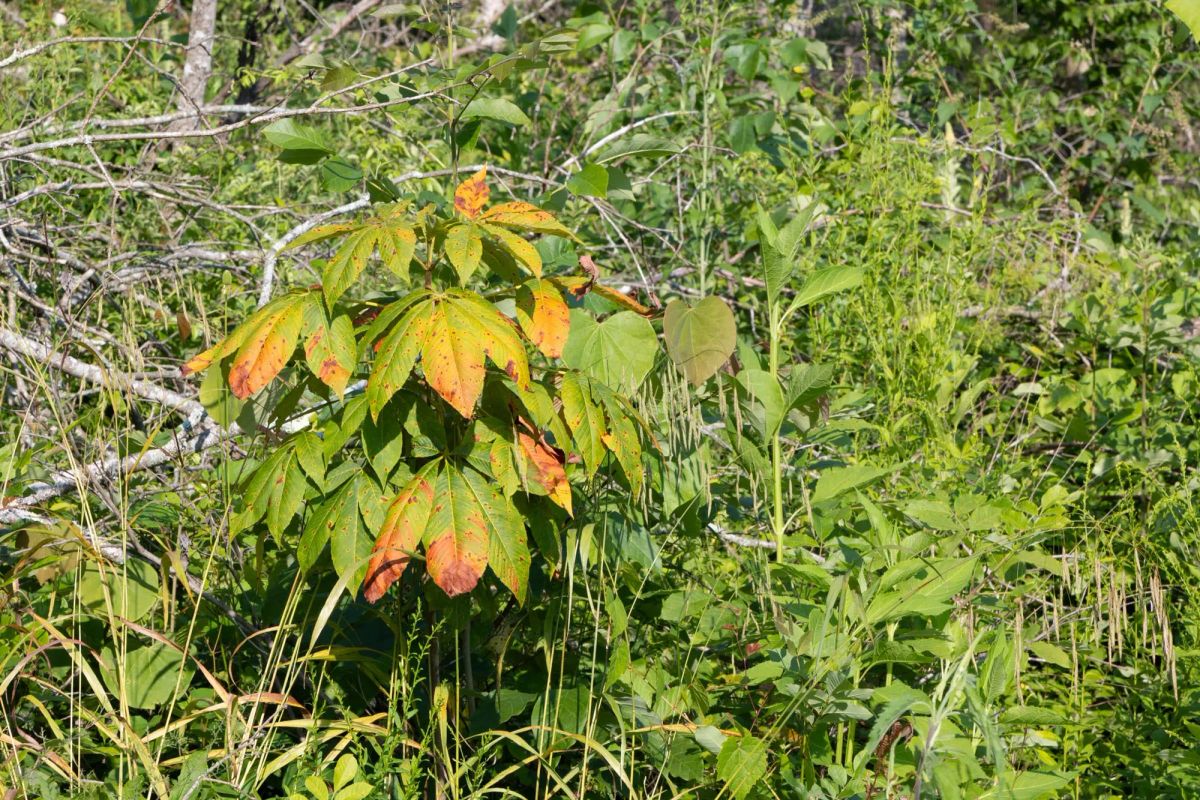 Decorative background for Creek Hollow Phase II Tract 83 image 14