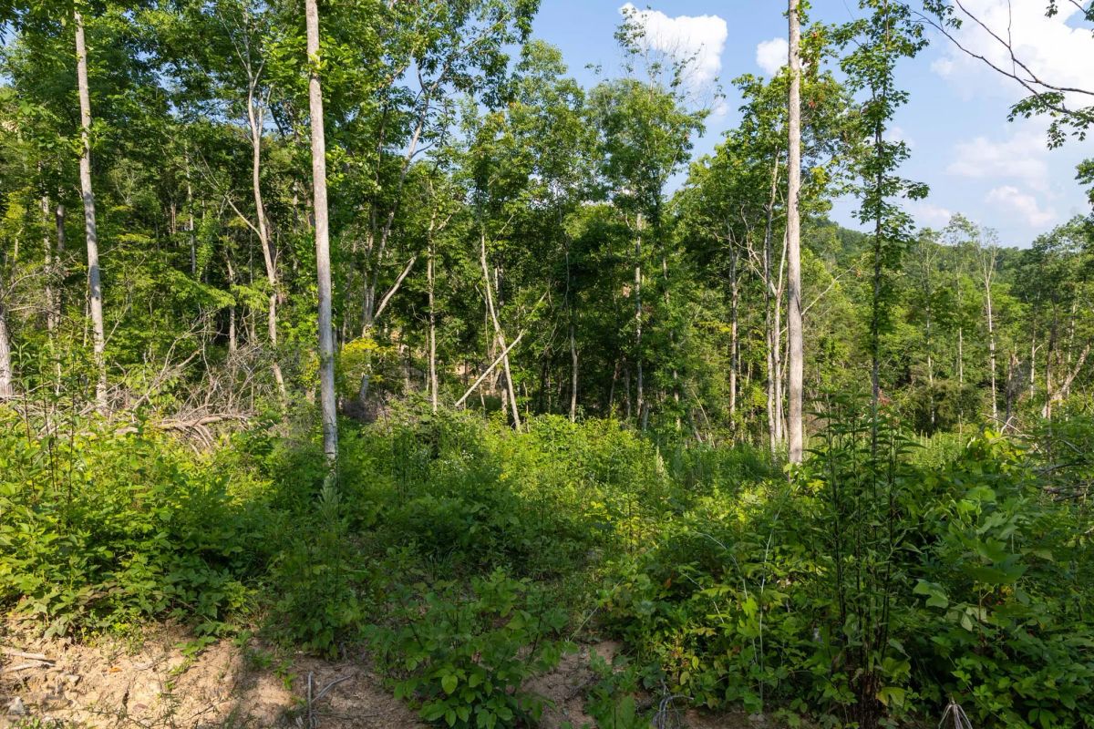 Decorative background for Creek Hollow Phase II Tract 83 image 15