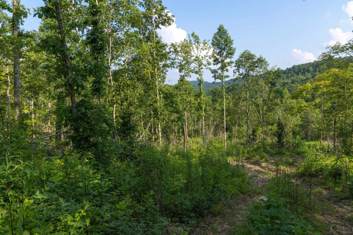 Decorative background for Creek Hollow Phase II Tract 83 image 16