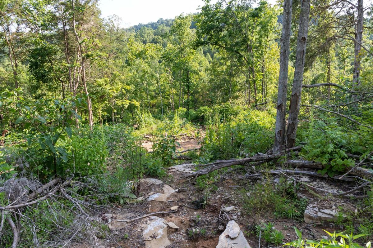 Decorative background for Creek Hollow Phase II Tract 83 image 17