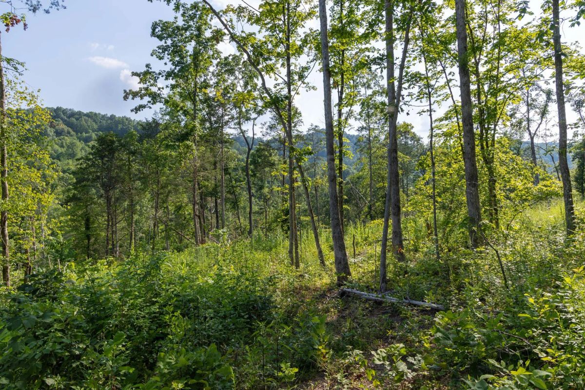 Decorative background for Creek Hollow Phase II Tract 83 image 18