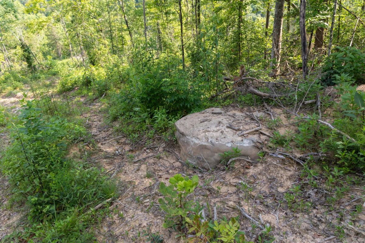 Decorative background for Creek Hollow Phase II Tract 83 image 19