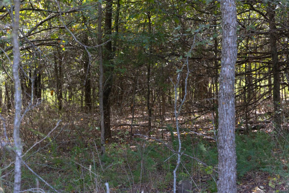 Reserves At Cattail Cove Phase II Tract 58 - Image 3