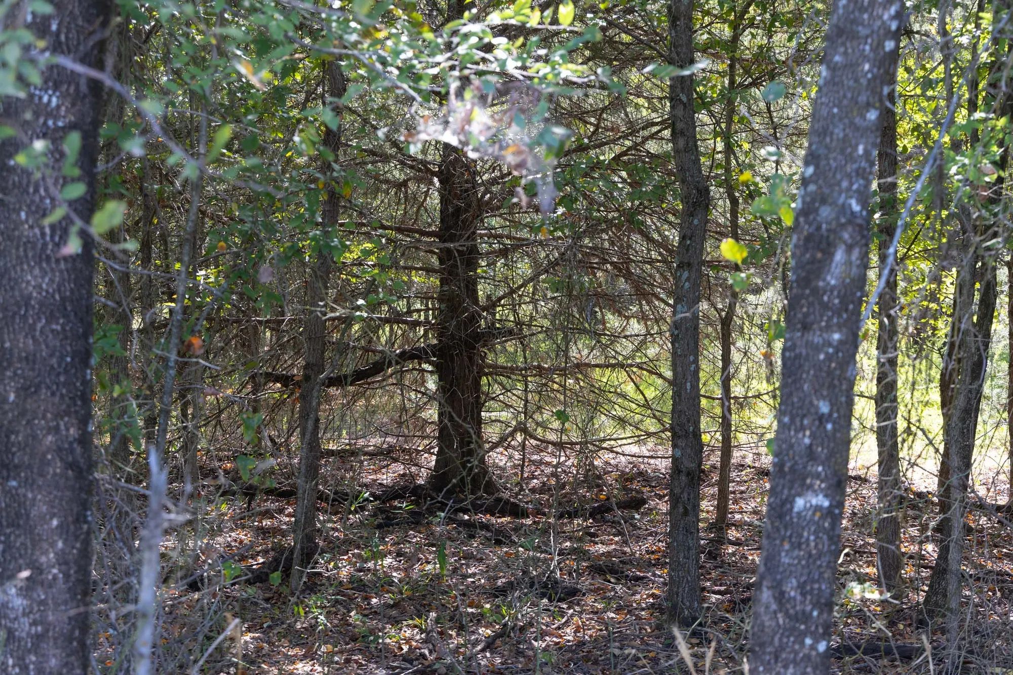 Reserves At Cattail Cove Phase II Tract 58 in Pittsburg County, OK