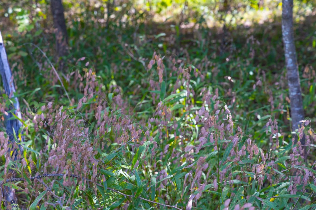 Decorative background for Reserves At Cattail Cove Phase II Tract 58 image 5