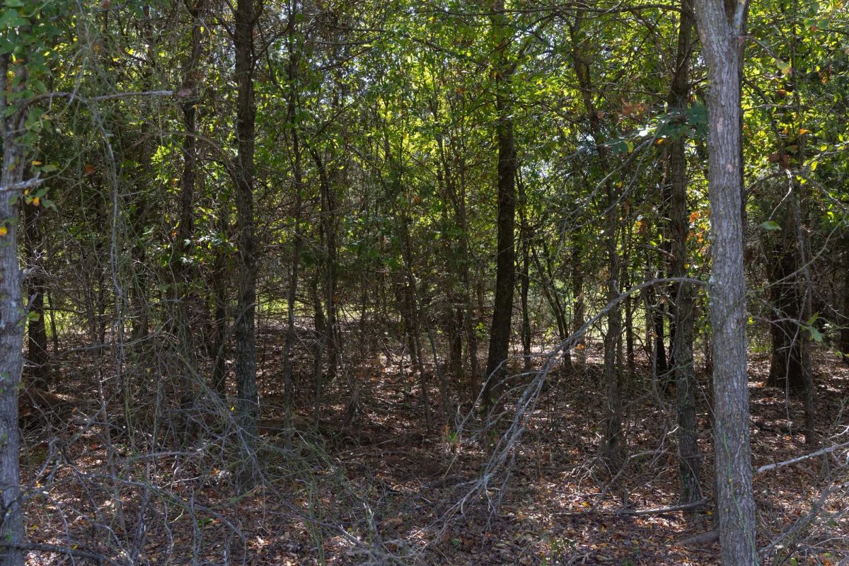 Decorative background for Reserves At Cattail Cove Phase II Tract 58 image 7