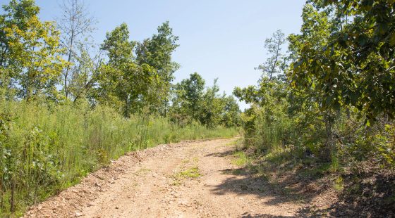 Borgmann’s Hollow Phase III Tract 78 in Shannon County, MO