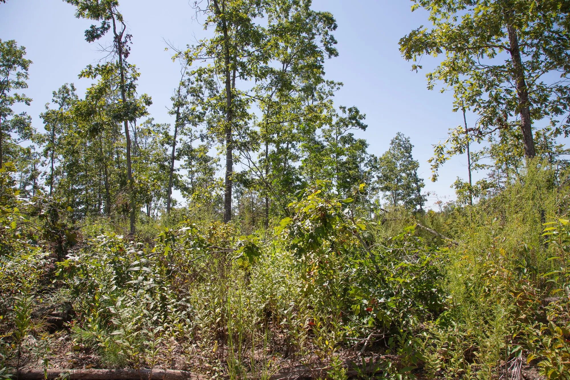 Borgmann’s Hollow Phase III Tract 78 in Shannon County, MO