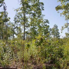 Borgmann’s Hollow Phase III Tract 78 in Shannon County, MO
