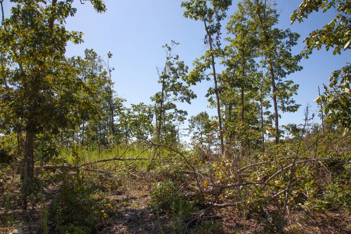 Borgmann’s Hollow Phase III Tract 78 - Image 4