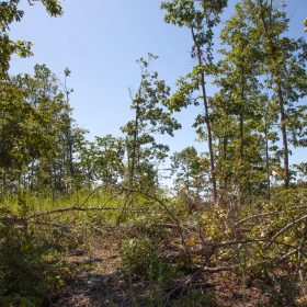 Borgmann’s Hollow Phase III Tract 78 in Shannon County, MO