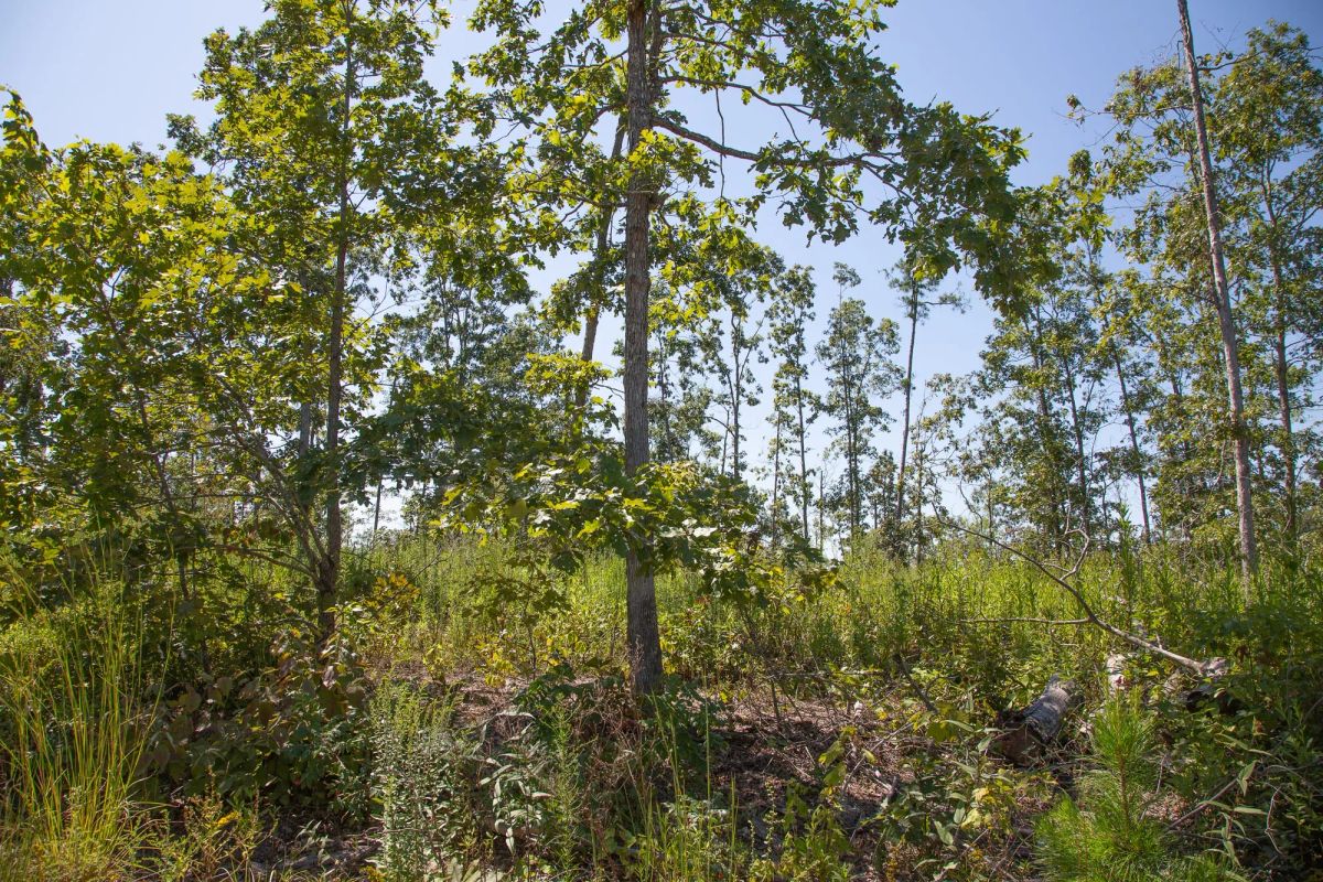 Decorative background for Borgmann’s Hollow Phase III Tract 78 image 6