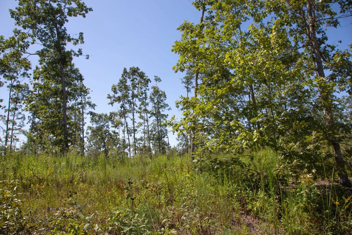 Decorative background for Borgmann’s Hollow Phase III Tract 78 image 7
