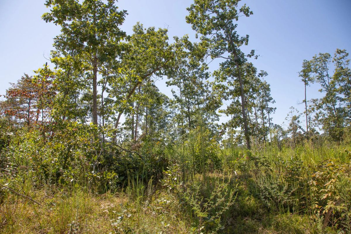 Decorative background for Borgmann’s Hollow Phase III Tract 78 image 8